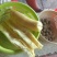 广西一手货源木薯量大从优价格美丽质量好走货快欢迎询价