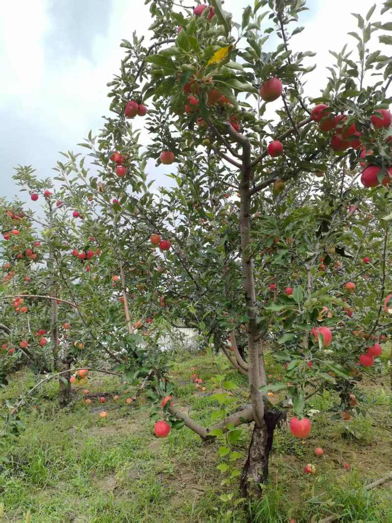 【有货】红富士苹果质量保证新鲜采摘价格可谈