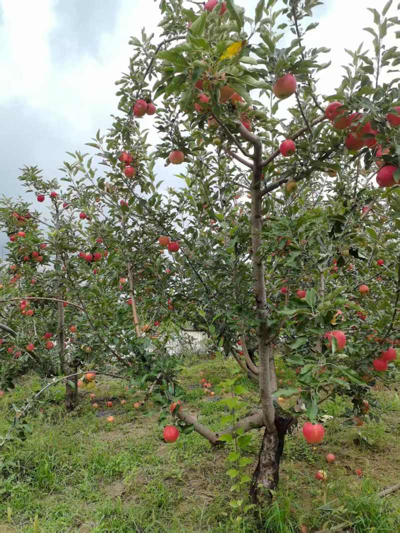 【有货】红富士苹果质量保证新鲜采摘价格可谈