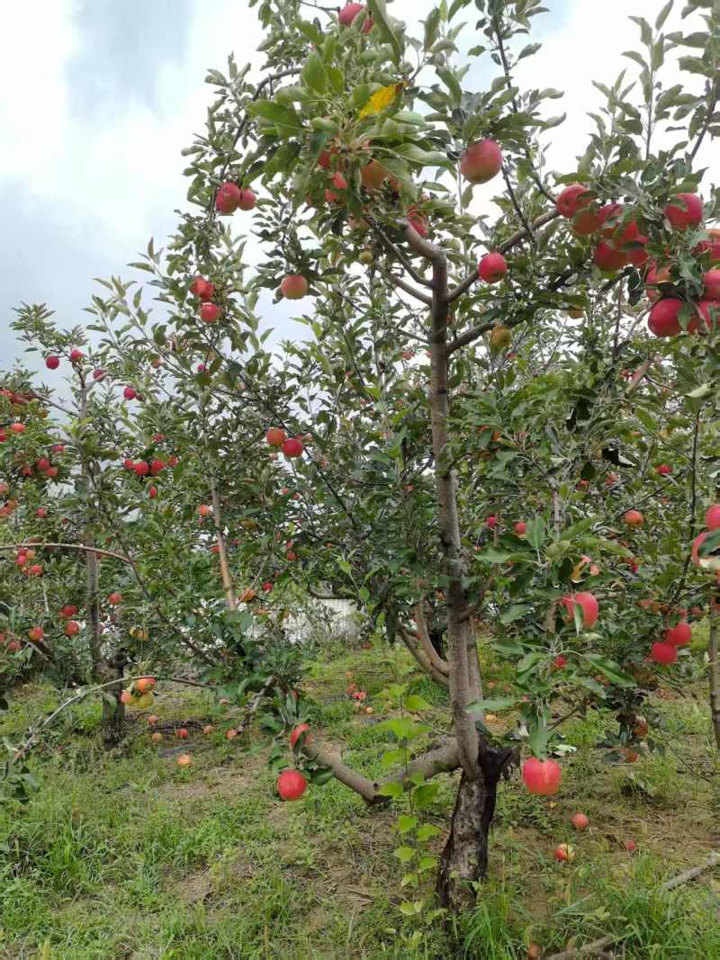 【有货】红富士苹果质量保证新鲜采摘价格可谈