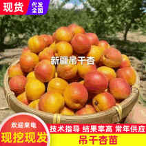 【热卖】新疆吊干杏苗自家苗圃种植技术指导！死苗补发！