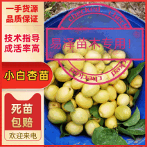 新疆小白杏苗杏树苗，签订合同！技术指导！死苗包赔！