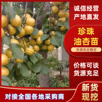 【实力推荐】珍珠油杏树苗量大质优价格优惠免费指导技术