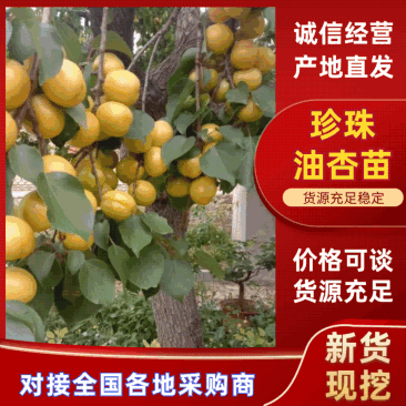 【实力推荐】珍珠油杏树苗量大质优价格优惠免费指导技术