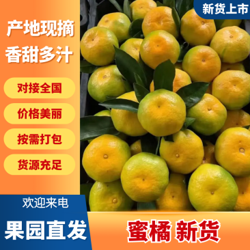 湖北宜昌蜜橘柑橘柑桔产地直销量大从优可视频对接全国