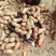 河南熟花生质优价廉欢迎询价价格美丽质量好走货快欢迎询价
