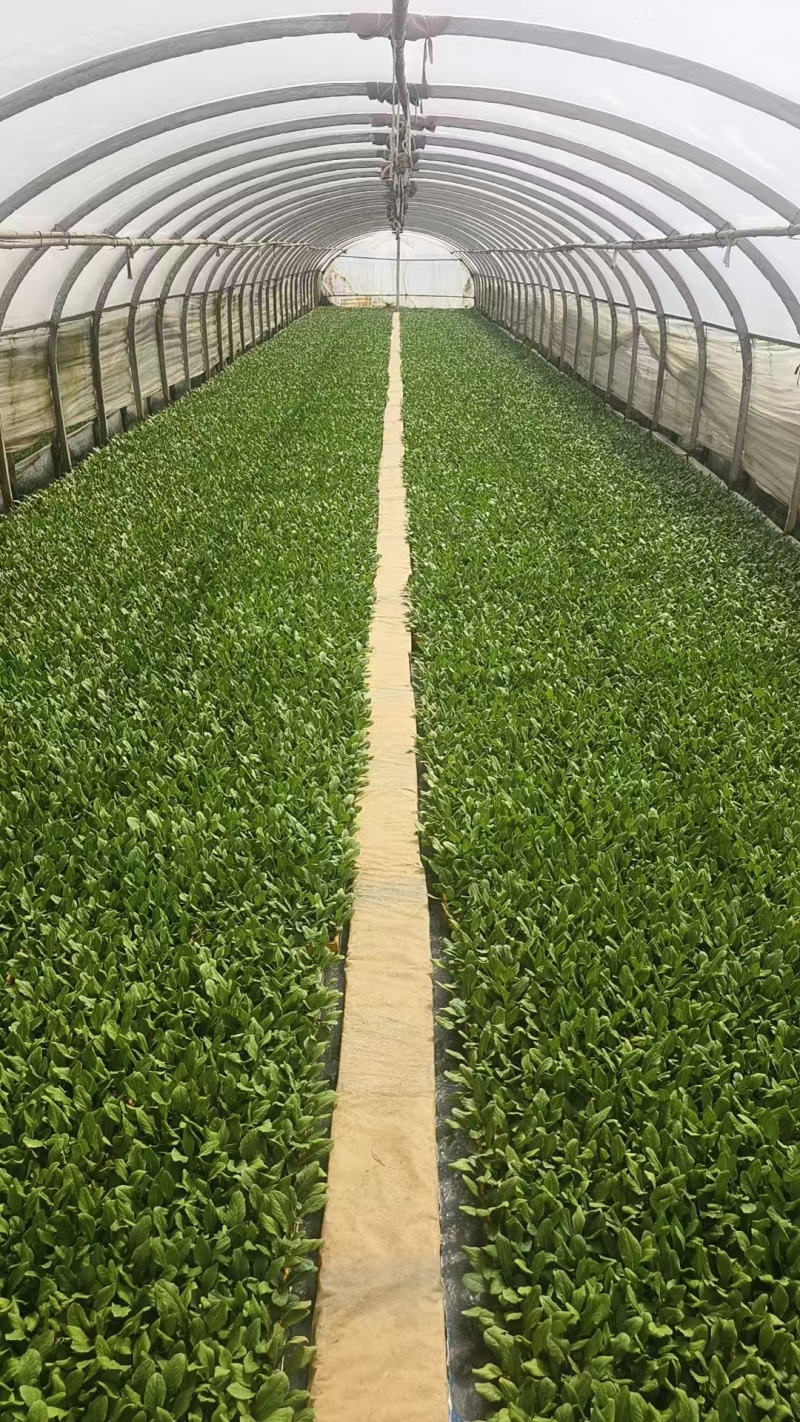 油麦菜苗菜苗苗木产地直销货源充足价格优惠可视频看货