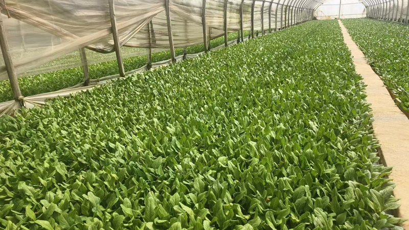 油麦菜苗菜苗苗木产地直销货源充足价格优惠可视频看货