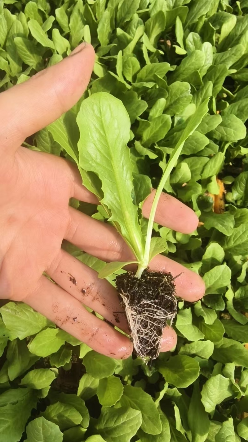 油麦菜苗菜苗苗木产地直销货源充足价格优惠可视频看货