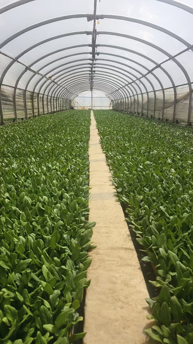 油麦菜苗菜苗苗木产地直销货源充足价格优惠可视频看货