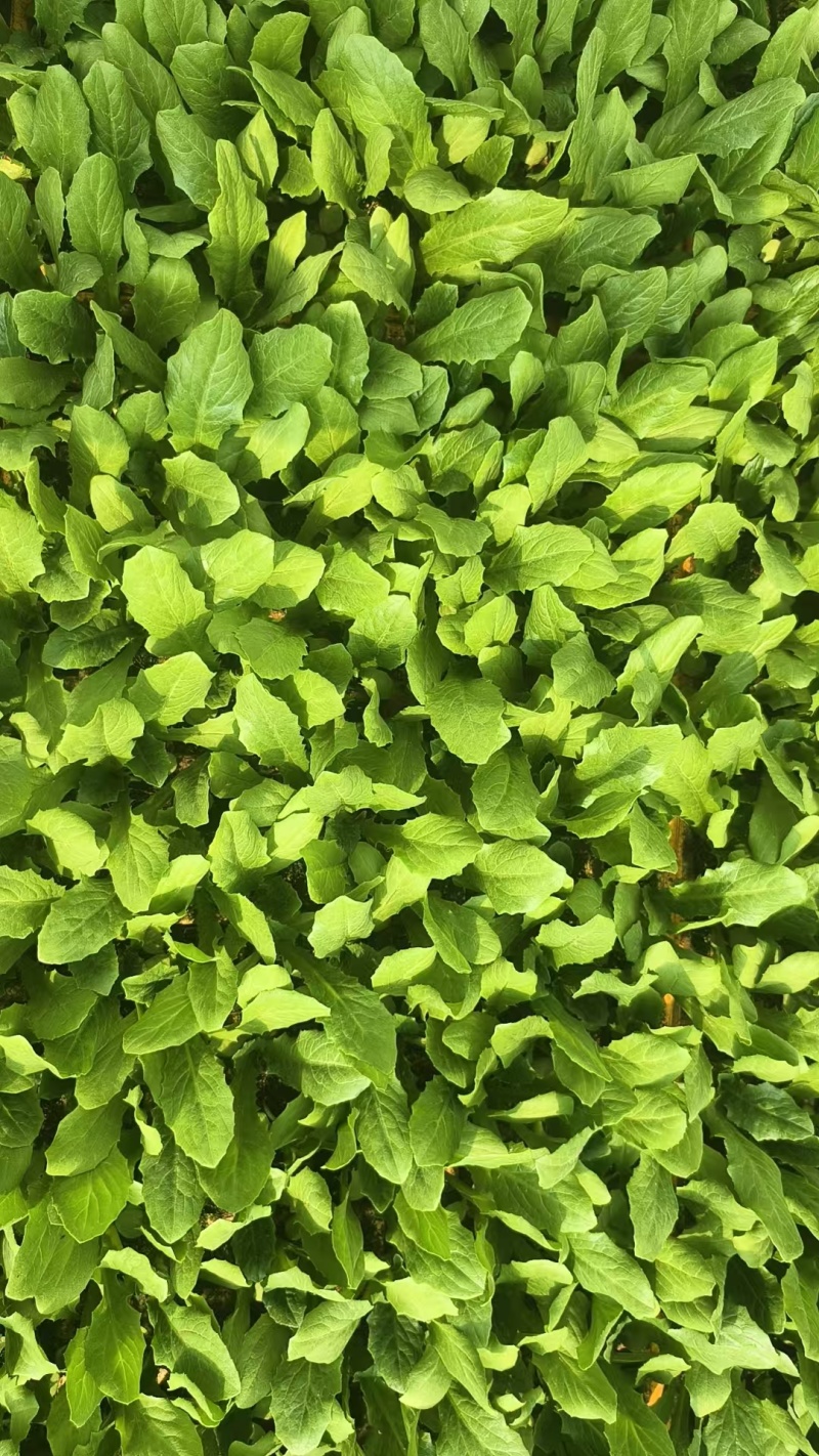 油麦菜苗菜苗苗木产地直销货源充足价格优惠可视频看货