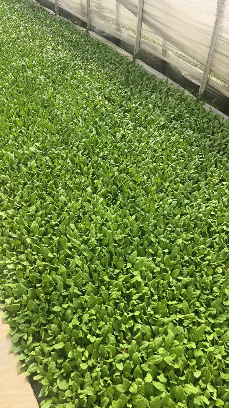 油麦菜苗菜苗苗木产地直销货源充足价格优惠可视频看货