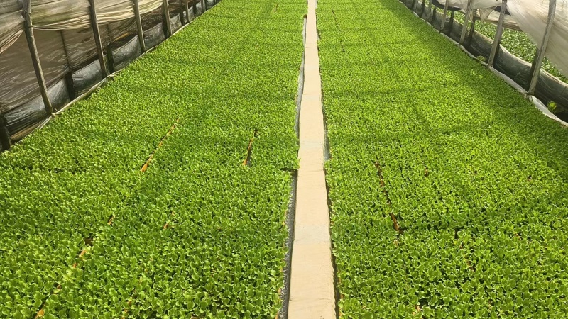 生菜苗菜苗苗木直发蔬菜基地云南可供应成活率高全国发货