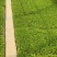 生菜苗菜苗苗木直发蔬菜基地云南可供应成活率高全国发货