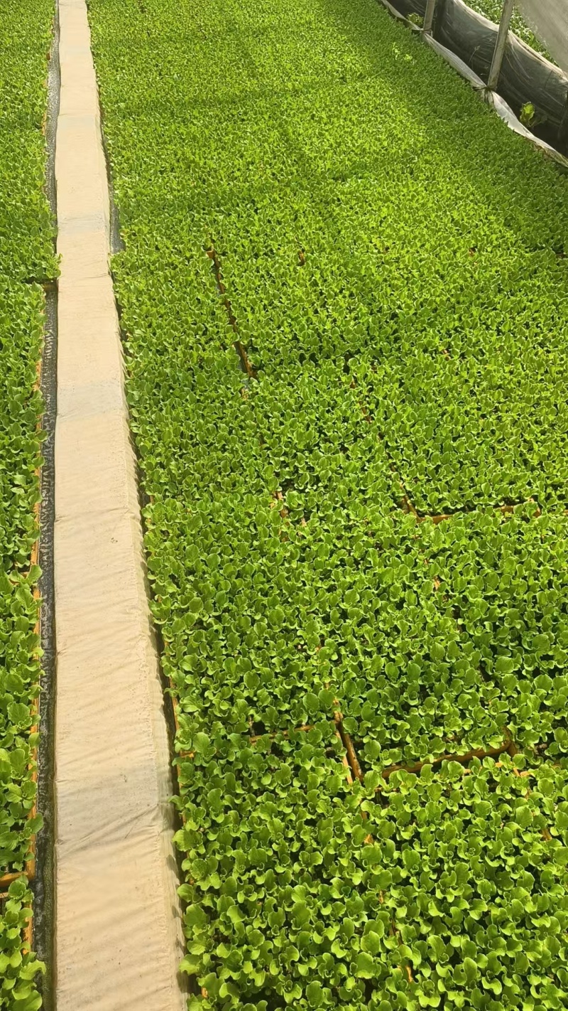 生菜苗菜苗苗木直发蔬菜基地云南可供应成活率高全国发货