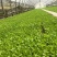生菜苗菜苗苗木直发蔬菜基地云南可供应成活率高全国发货