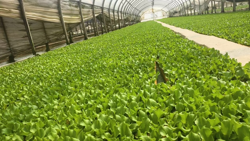 生菜苗菜苗苗木直发蔬菜基地云南可供应成活率高全国发货