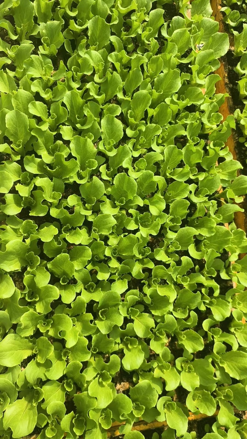生菜苗菜苗苗木直发蔬菜基地云南可供应成活率高全国发货