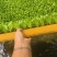 生菜苗菜苗苗木直发蔬菜基地云南可供应成活率高全国发货
