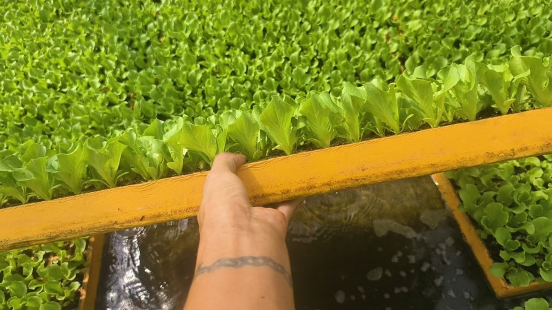 生菜苗菜苗苗木直发蔬菜基地云南可供应成活率高全国发货