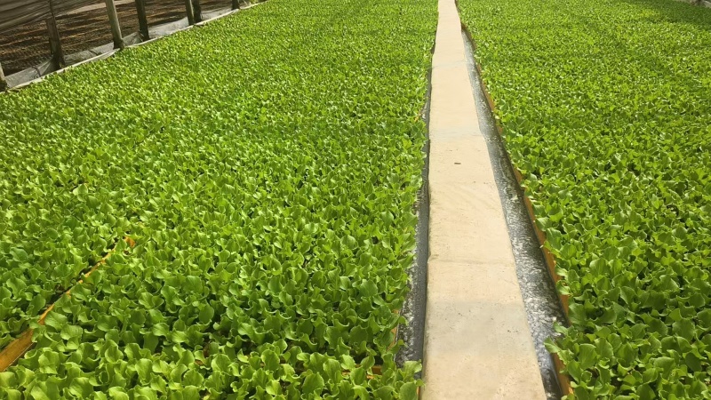 生菜苗菜苗苗木直发蔬菜基地云南可供应成活率高全国发货
