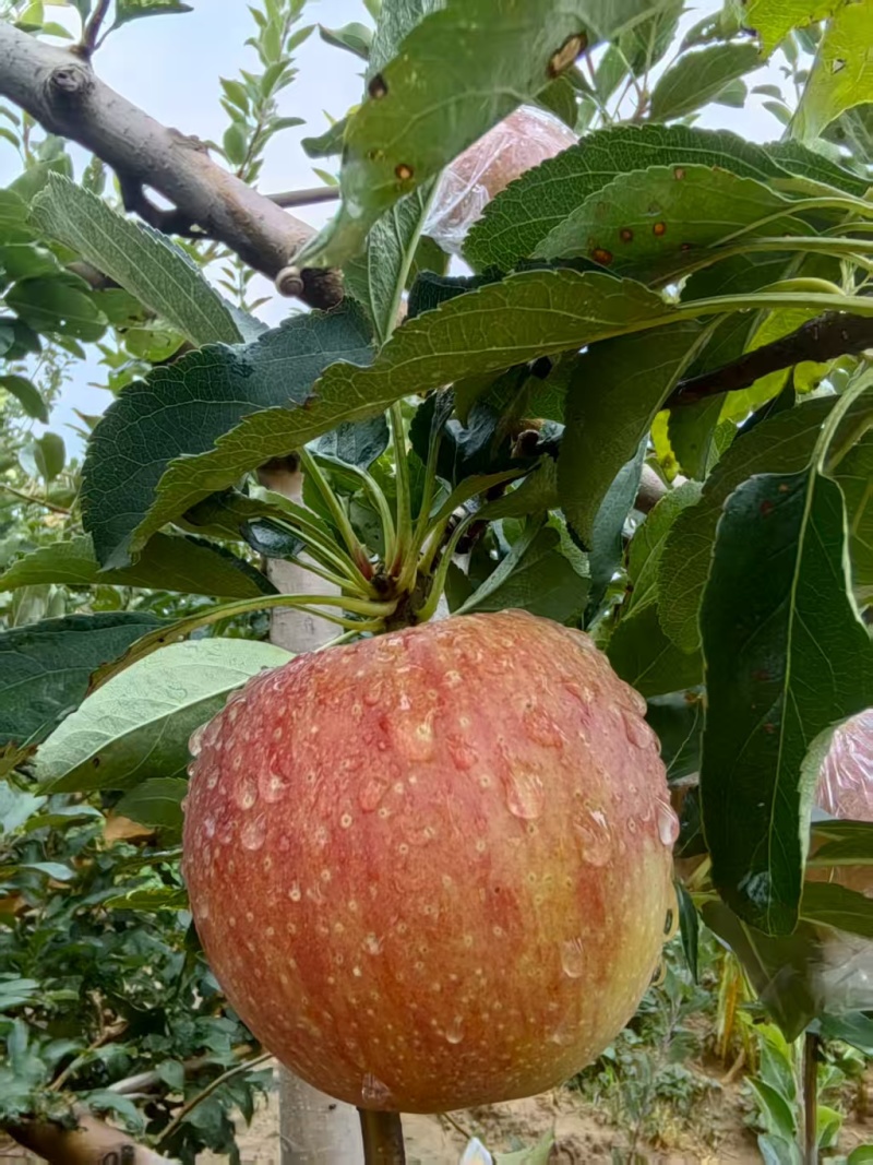 【热卖】嘎啦苹果基地直销保质保量支持视频看货欢迎咨询