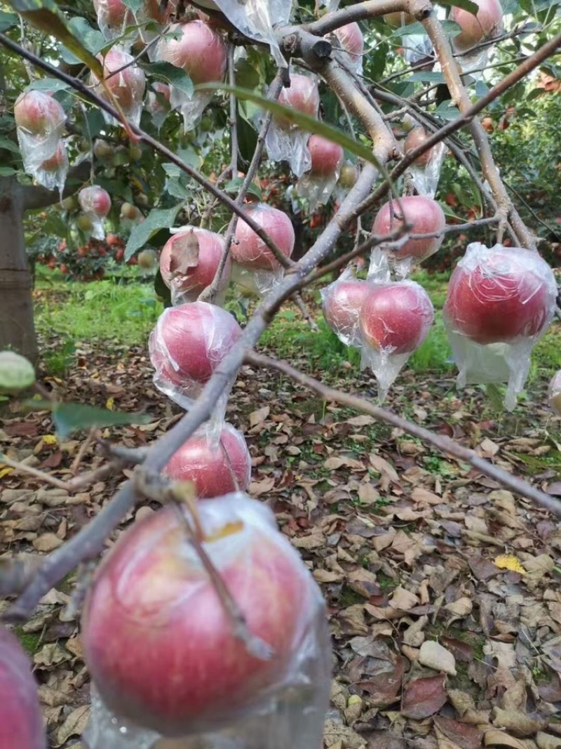美八苹果基地直销量大质优价格优惠欢迎各大老板采购
