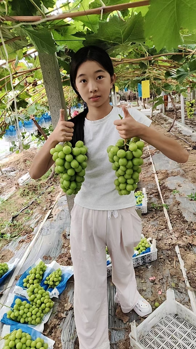 山东阳光玫瑰葡萄清甜可口量大从优价格美丽质量好走货快欢