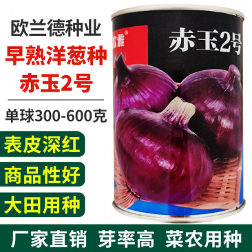 洋葱种子秋季深红皮秋播中早熟高圆球微辣甜脆耐储存100克