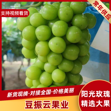 河北阳光玫瑰葡萄货源充足品种齐全价格优惠发市场电商团购