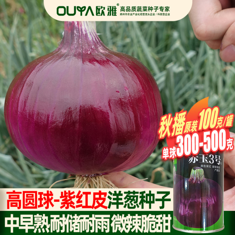 欧兰德紫皮洋葱杂交种子秋季中早熟高圆耐储耐雨抗病微辣脆甜
