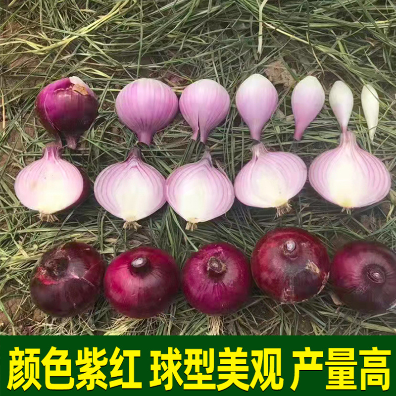 欧兰德紫皮洋葱杂交种子秋季中早熟高圆耐储耐雨抗病微辣脆甜