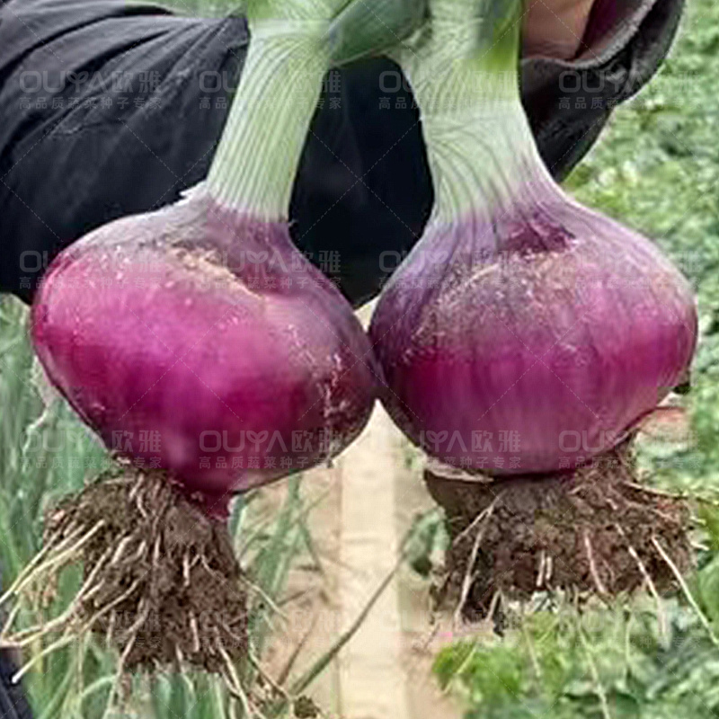 欧兰德紫皮洋葱杂交种子秋季中早熟高圆耐储耐雨抗病微辣脆甜