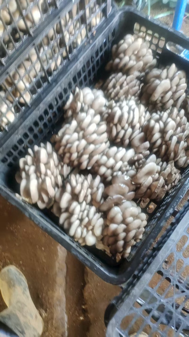 江苏一手货源鲜平菇新鲜上市价格美丽质量好走货快欢迎询价
