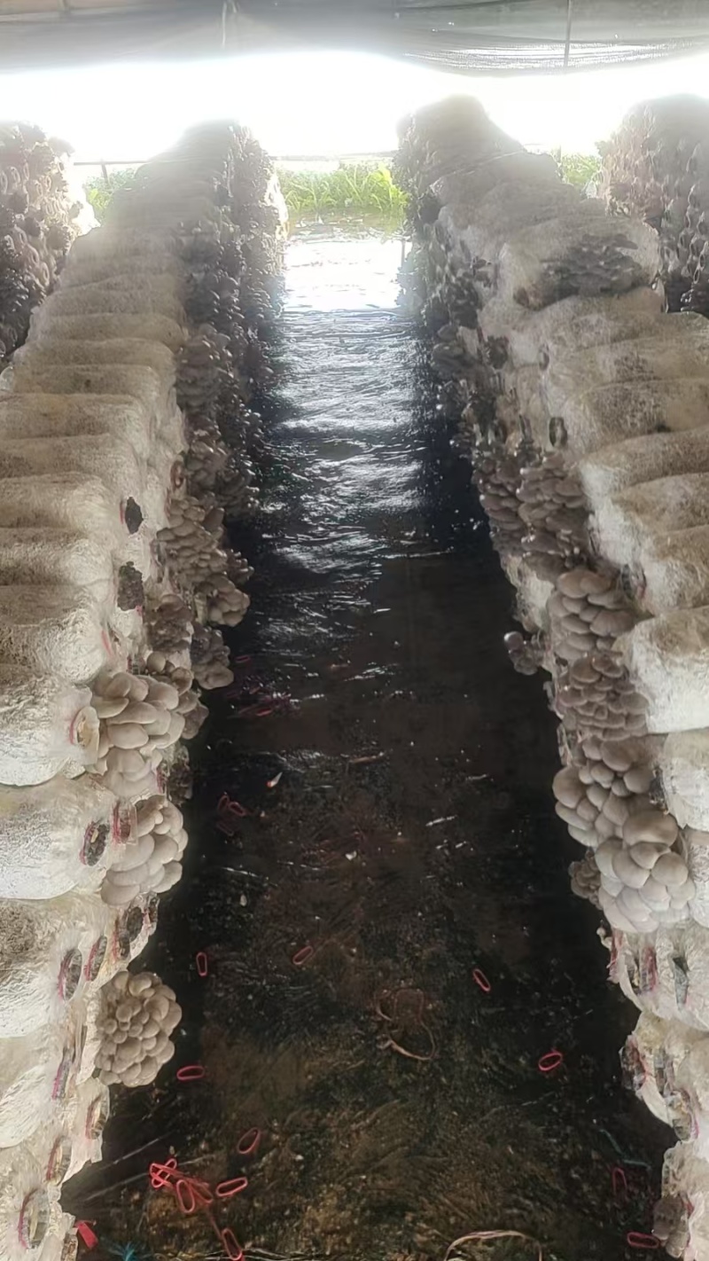 江苏一手货源鲜平菇新鲜上市价格美丽质量好走货快欢迎询价
