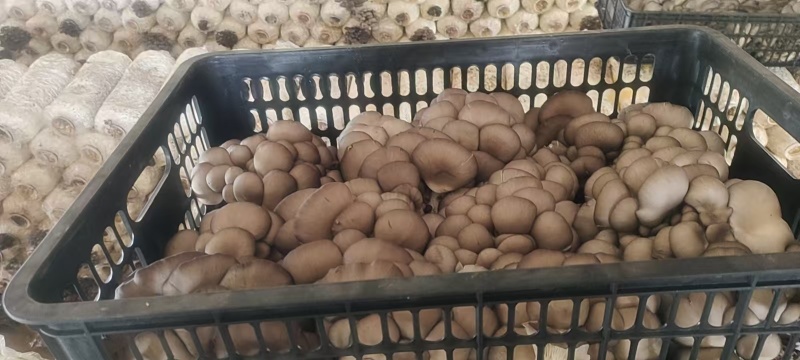 江苏一手货源对接市扬鲜平菇对接全国市场量大从优基地直供