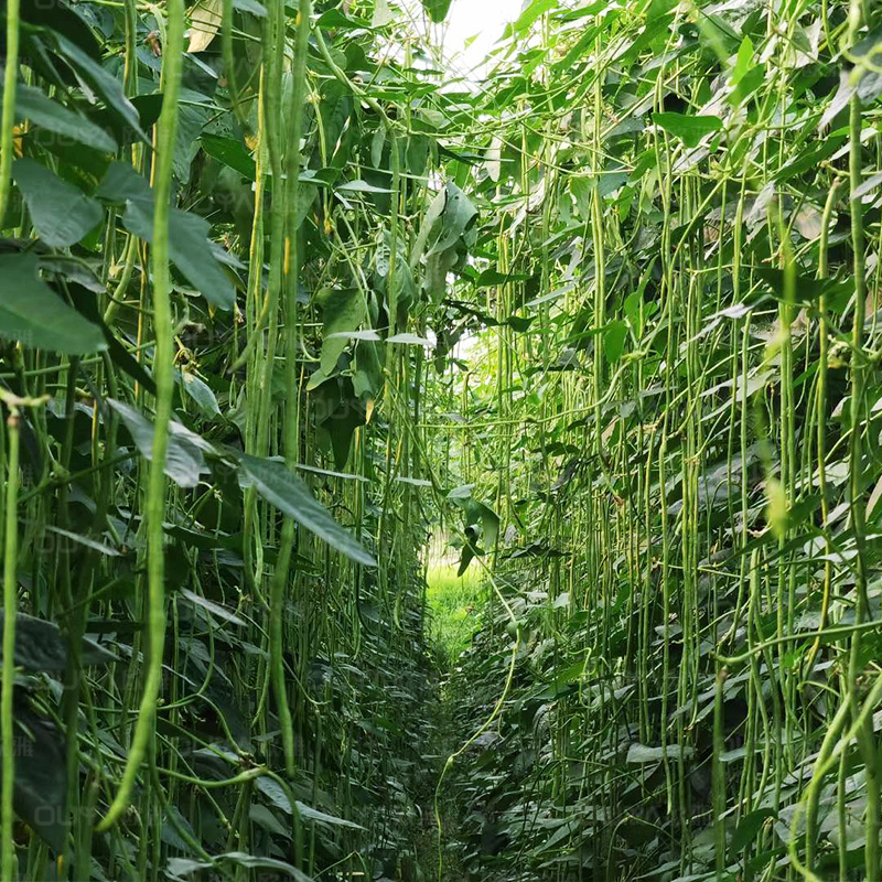 秋豆角长豆角种子高产豇豆种子春秋越冬耐寒耐热大棚露地豆角