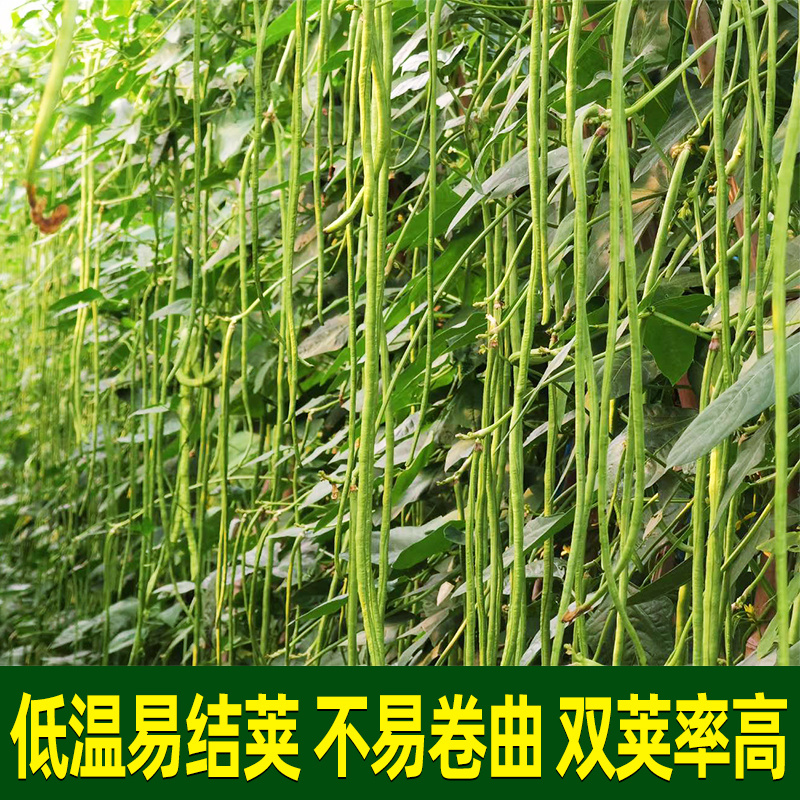 秋豆角长豆角种子高产豇豆种子春秋越冬耐寒耐热大棚露地豆角