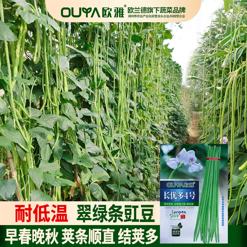 秋豆角长豆角种子高产豇豆种子春秋越冬耐寒耐热大棚露地豆角