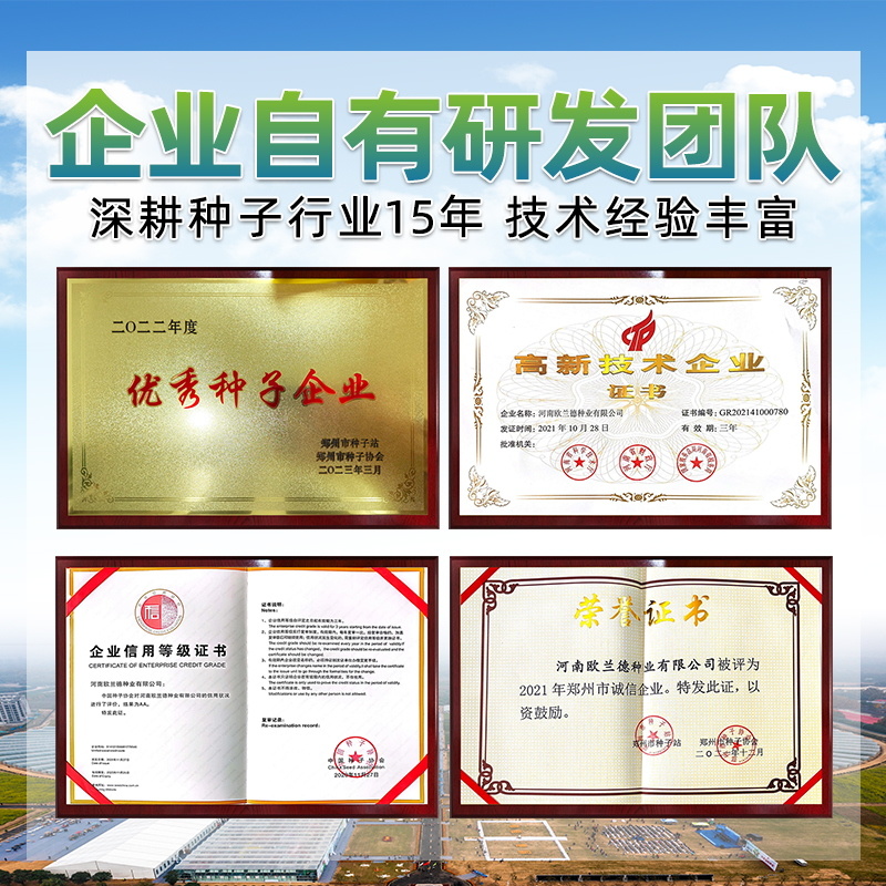 秋豆角长豆角种子高产豇豆种子春秋越冬耐寒耐热大棚露地豆角