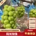 河北阳光玫瑰清盘价了按照要求分拣打包有框子无纺布泡沫箱纸箱等