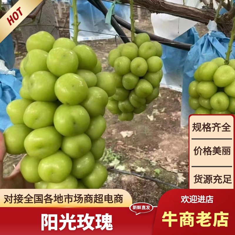 河北阳光玫瑰清盘价了按照要求分拣打包有框子无纺布泡沫箱纸箱等
