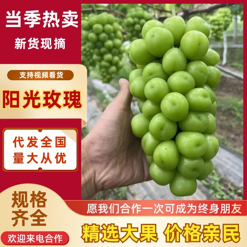河北阳光玫瑰清盘价了按照要求分拣打包有框子无纺布泡沫箱纸箱等