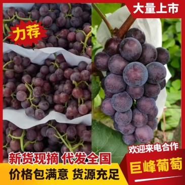 晋州精品巨峰葡萄颗粒大糖分足串行好紧密承接电商社区团购带货