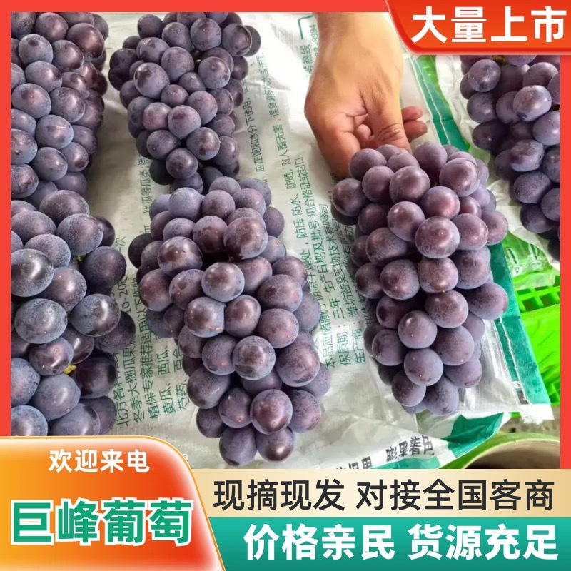 晋州精品巨峰葡萄颗粒大糖分足串行好紧密承接电商社区团购带货