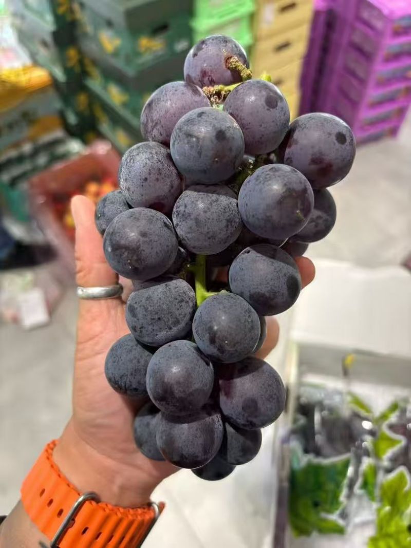 晋州精品巨峰葡萄颗粒大糖分足串行好紧密承接电商社区团购带货