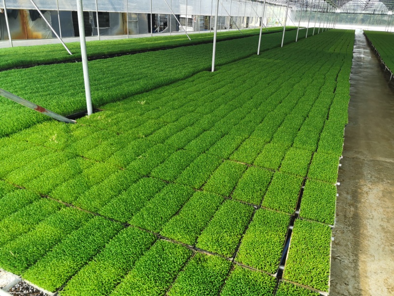 新鲜豌豆苗