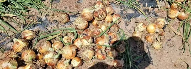 甘肃张掖黄皮洋葱优质洋葱批发个头饱满耐储存欢迎咨询