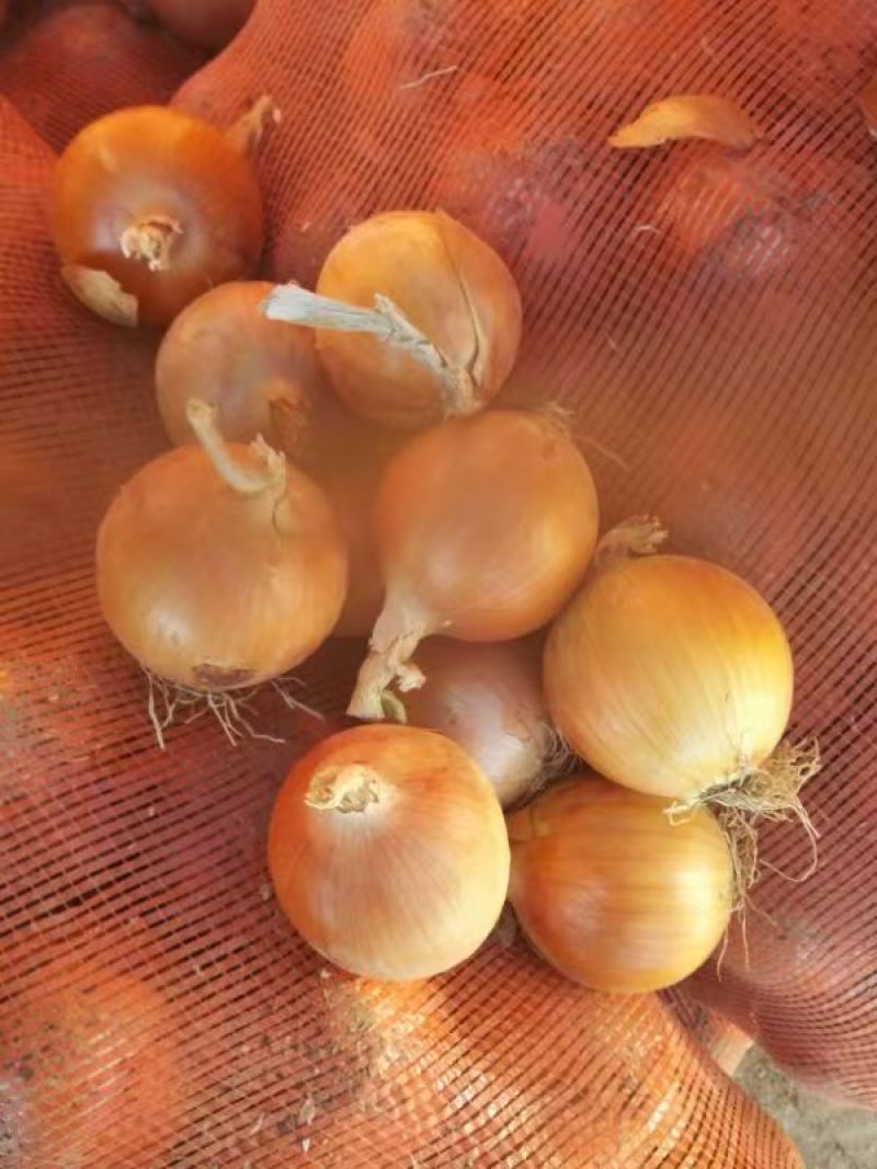 甘肃张掖黄皮洋葱优质洋葱批发个头饱满耐储存欢迎咨询