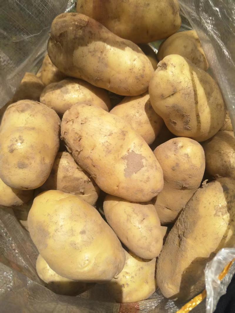 【稳定供货】甘肃226土豆新鲜土豆批发产地直发量大价优